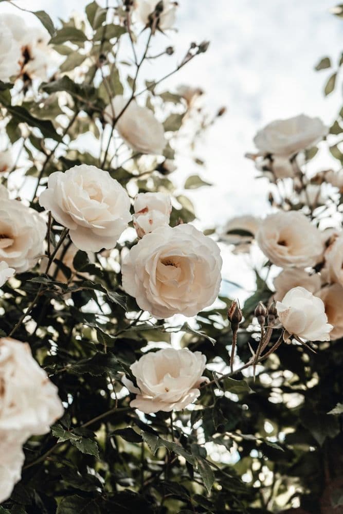 Witte rozen in zacht daglicht